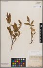 Foto von Salix daphnoides Vill.